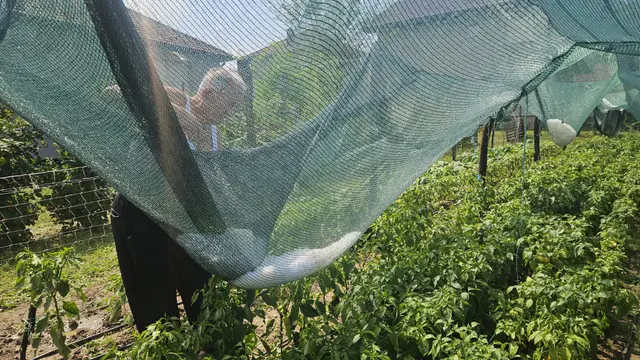 Jak i krupan grad pogodio Prijepolje, foto: RINA