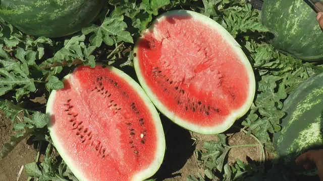 Majstorovići iz okoline Čačka imaju najslađe lubenice / foto: RINA