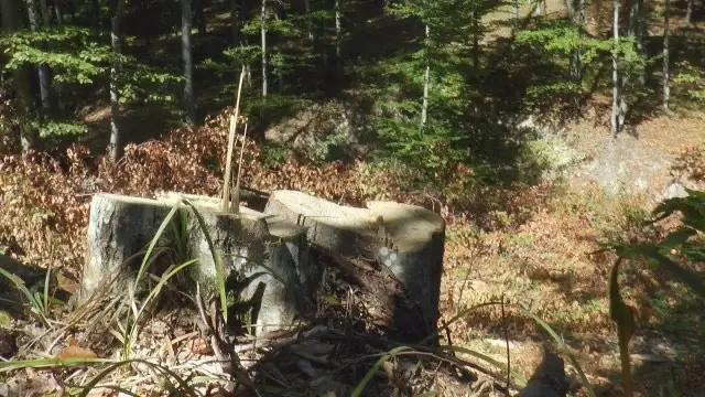 Tragedija na Jadovniku: Drvo usmrtilo radnika (41) tokom seče u šumi