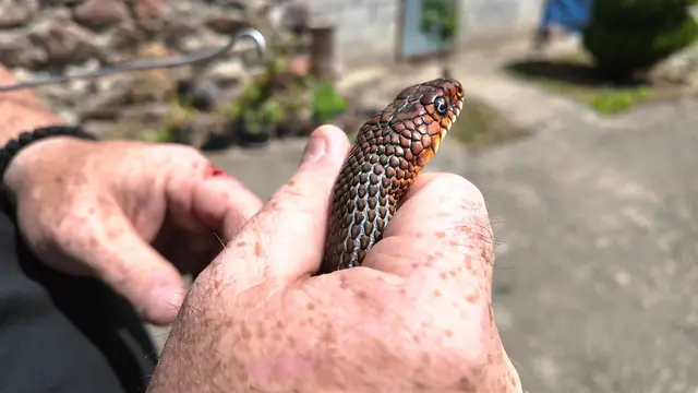 Zmije dočekale svojih pet minuta, foto: RINA