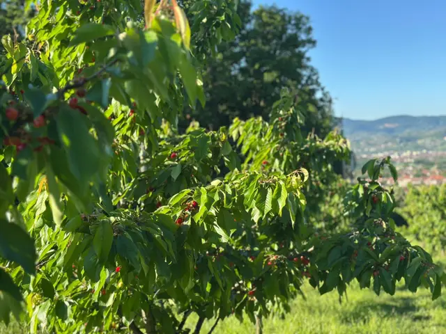 Počela berba trešanja, foto: RINA
