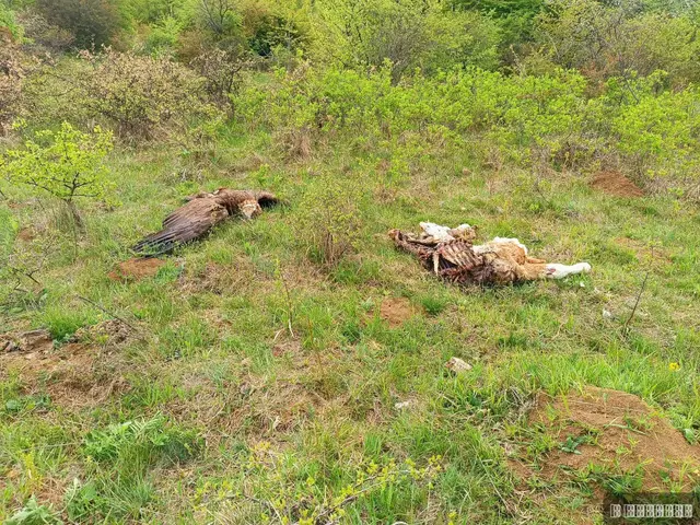 Uhapšen muškarac kod Svrljiga zbog trovanja/ Foto: Slobodan Marković, ustupljena fotografija