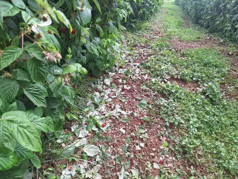 Tuklo je duže od pola sata, krupan grad sipao je kao iz rukava: Nakon razornog nevremena meštani ivanjičkih sela sabiraju štetu - malinjaci uništeni, putevi odneti (FOTO)