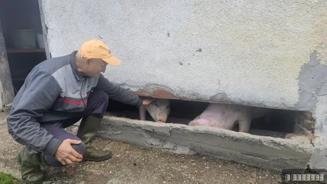 Neobično prase bez ušiju u selu pod planinom Maljen, foto: RINA