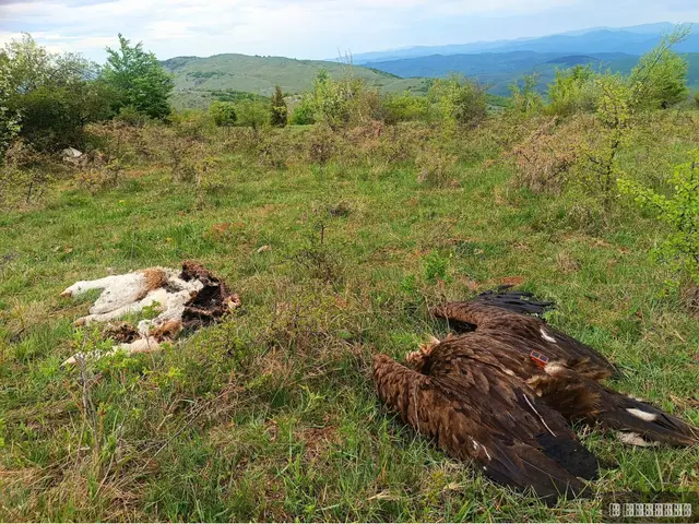 Uhapšen muškarac kod Svrljiga zbog trovanja/ Foto: Slobodan Marković, ustupljena fotografija