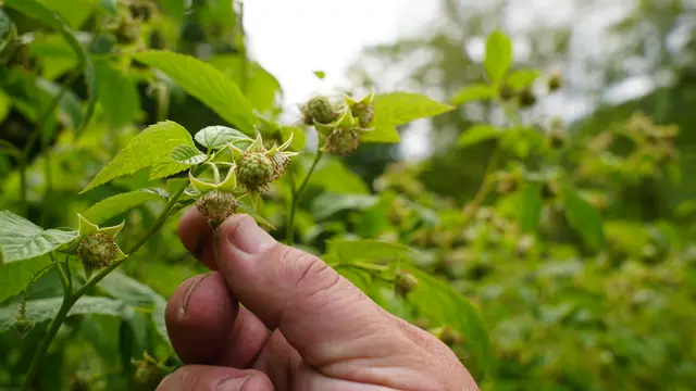Malinar Mileta sprema se za berbu malina / foto: RINA