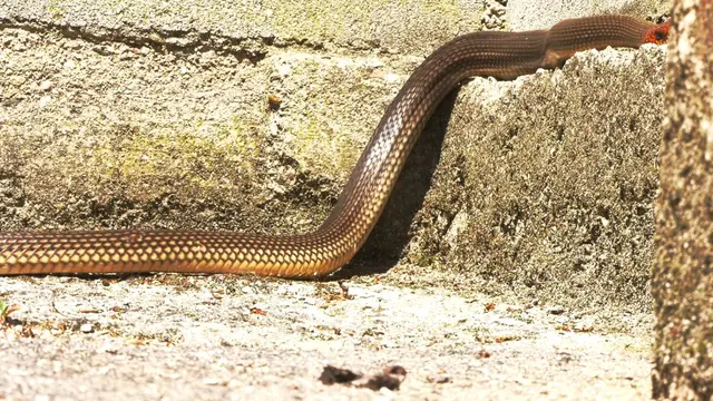 Zmije dočekale svojih pet minuta, foto: RINA