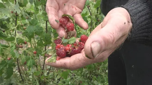 Jako nevreme uništilo malinjake u ivanjičkom kraju, foto: RINA