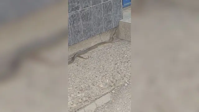 Nasred trotoara uočena dugačka zmija, ona pobegla od iznenađenih građana u dvorište kuće