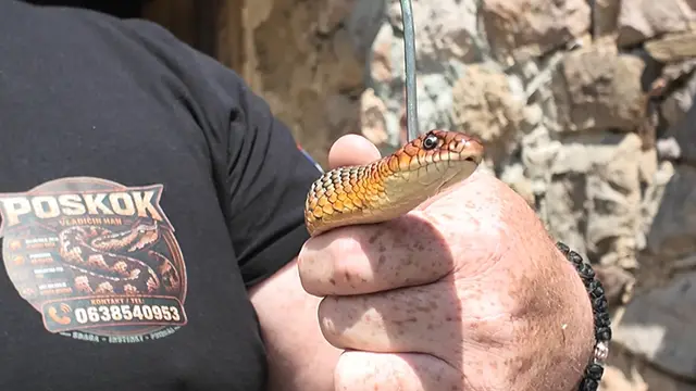 Zmije dočekale svojih pet minuta, foto: RINA