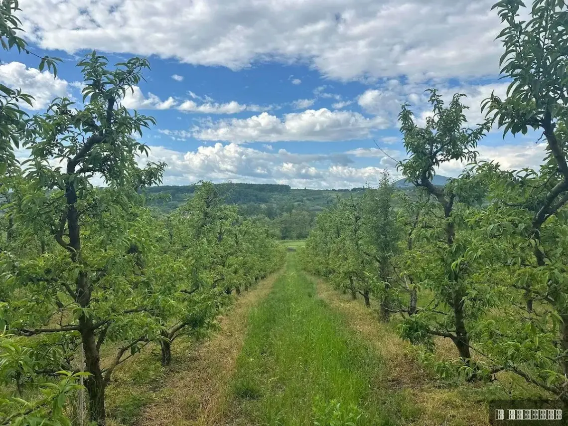 Posle tri godine konačno biće nektarina: U Nenadovom voćnjaku stanje bolje nego lani, ali borba ipak predstoji (FOTO)