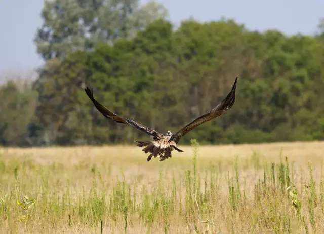 Foto: Društvo za zaštitu i proučavanje ptica Srbije / Zoo vrt Palić