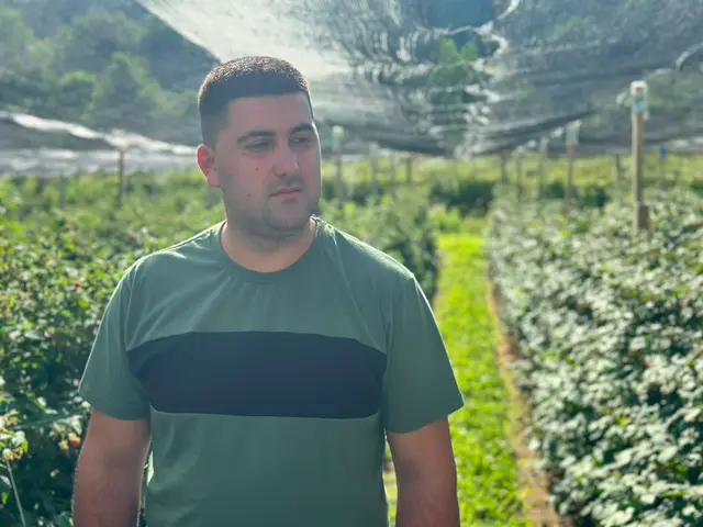 Dobar rod maline ove godine privlači i lopove / foto: RINA
