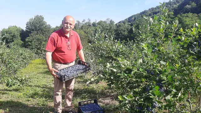 Borovnice na Rudniku odlično rodile, foto: RINA