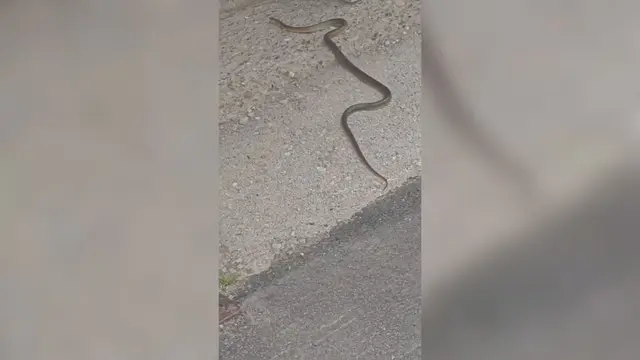 Nasred trotoara uočena dugačka zmija, ona pobegla od iznenađenih građana u dvorište kuće