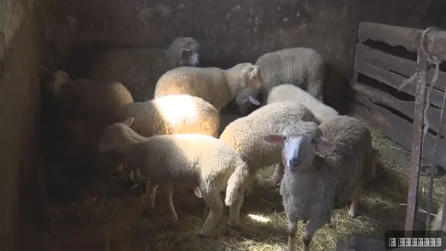 Dok mladi odlaze iz sela, Veljko (21) sa suprugom Tijanom ostao na dedovini/ Foto: RINA