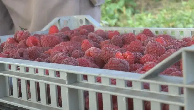 Malinari strepe pred berbu, ali ne zbog cene već zbog virusa: Prošle godine rekordno niska proizvodnja, šta će biti sada?