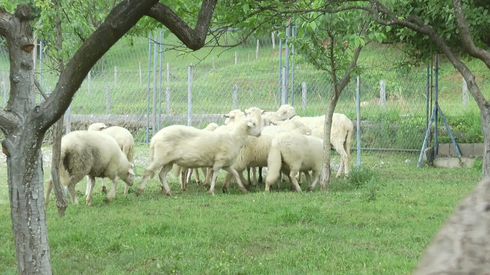 Uzbuna u novopazarskom kraju: Pojavile se opasne boginje kod ovaca i koza, stočarima se savetuje oprez