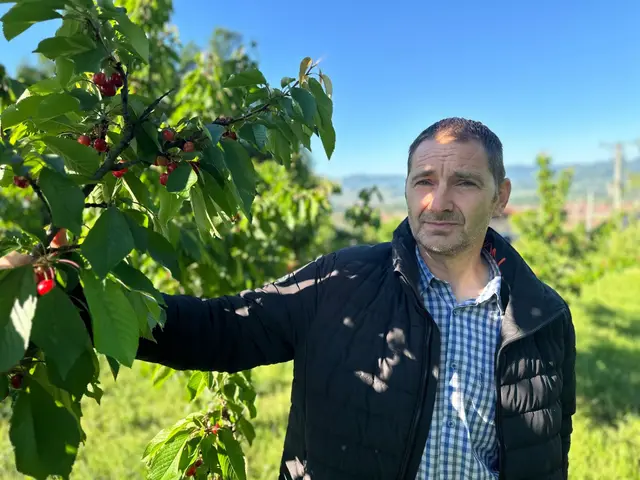 Počela berba trešanja, foto: RINA