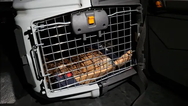 Feliks u transporteru tokom povratka u Srbiju
Foto: Uroš Stojiljković