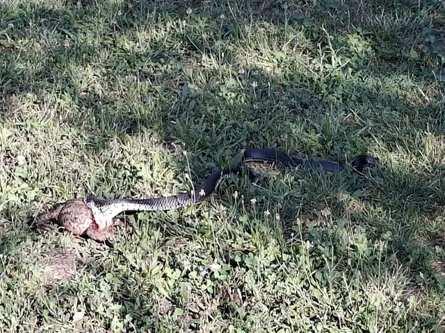 Zmije su najaktivnije tokom leta / foto: RINA