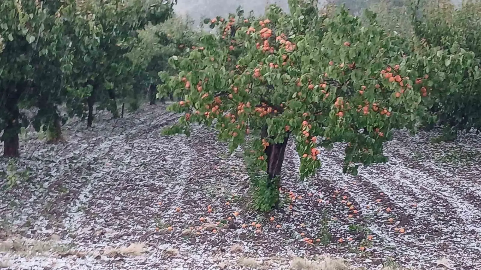Jako nevreme pogodilo Čačak, krupan grad “tukao” u Prijevoru: Dvorišta obelela za samo nekoliko minuta (FOTO)