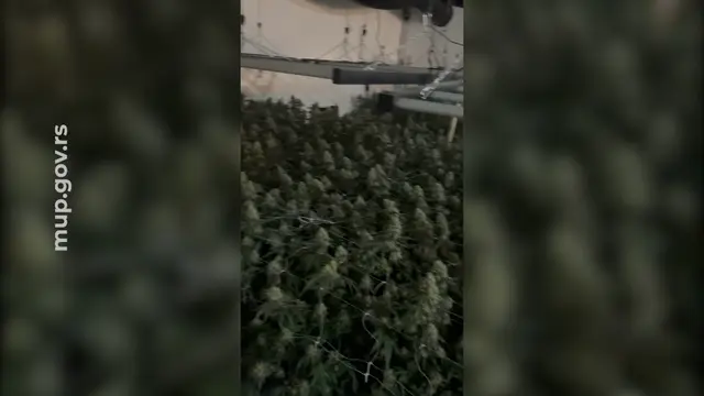 batajnica-laboratorija-za-uzgoj-marihuane-foto-printscreen-mup-srbije_1.1.6.jpg