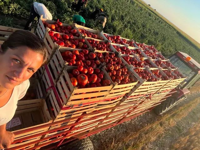 Sandra je kraljica paradajza iz Rivice / foto: RINA 