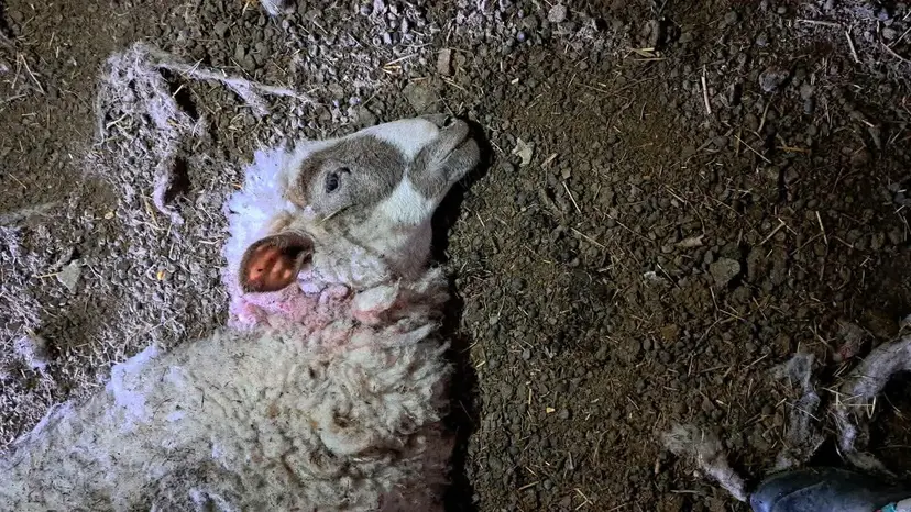 Miljka pretrpela horor u svom domaćinstvu: Psi lutalice rastrgli stado ovaca, meštani strahuju da životinje mogu napasti i decu (FOTO)