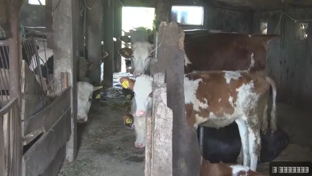 Dok mladi odlaze iz sela, Veljko (21) sa suprugom Tijanom ostao na dedovini/ Foto: RINA