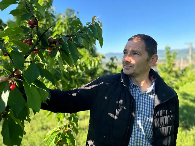 Počela berba trešanja, foto: RINA 