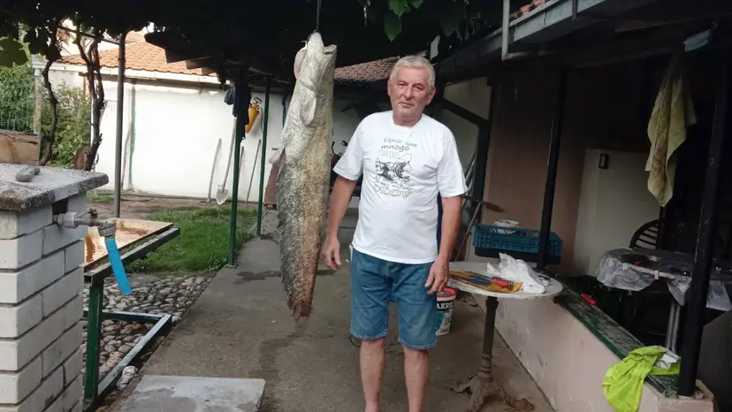 Grdosija u Zapadnoj Moravi: Dragan upecao soma kapitalca koji se u tom delu reke jako retka viđa - borba da ga izvuče trajala dva sata  (FOTO)