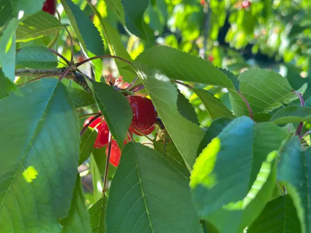Počela berba trešanja, foto: RINA