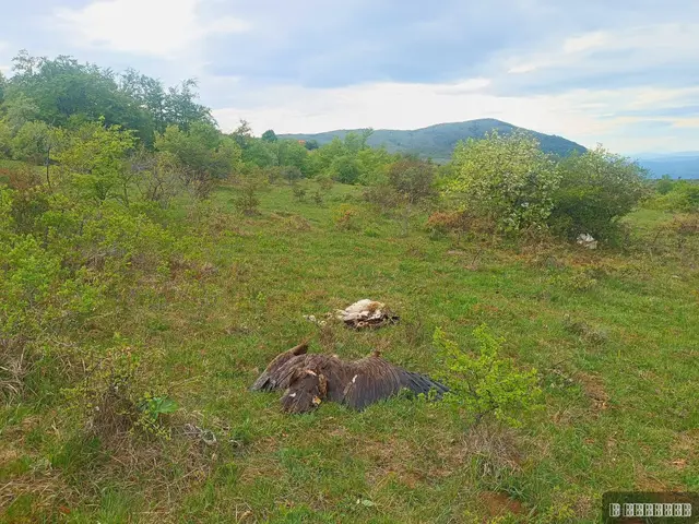 Uhapšen muškarac kod Svrljiga zbog trovanja/ Foto: Slobodan Marković, ustupljena fotografija
