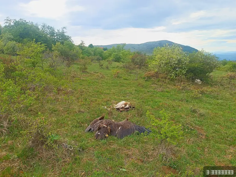 Užasne slike horora kod Svrljiga, otrovao retkog crnog strvinara pa pokušao da sakrije tragove: Počinilac odmah uhapšen, leš ptice pronađen pored zatrovanog teleta (FOTO)