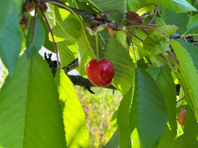 Počela berba trešanja, foto: RINA
