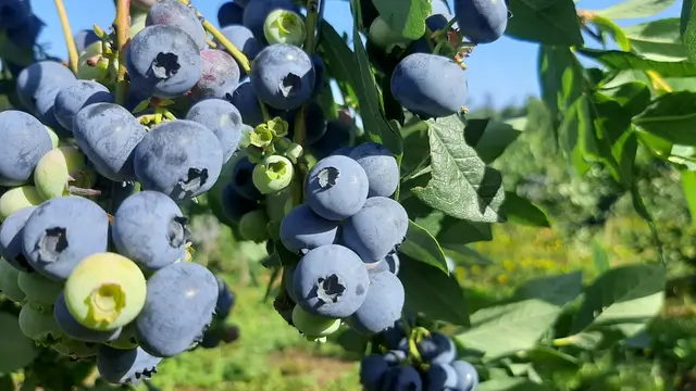 Borovnice na Rudniku odlično rodile, foto: RINA