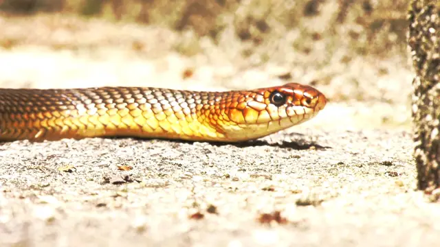 Zmije dočekale svojih pet minuta, foto: RINA