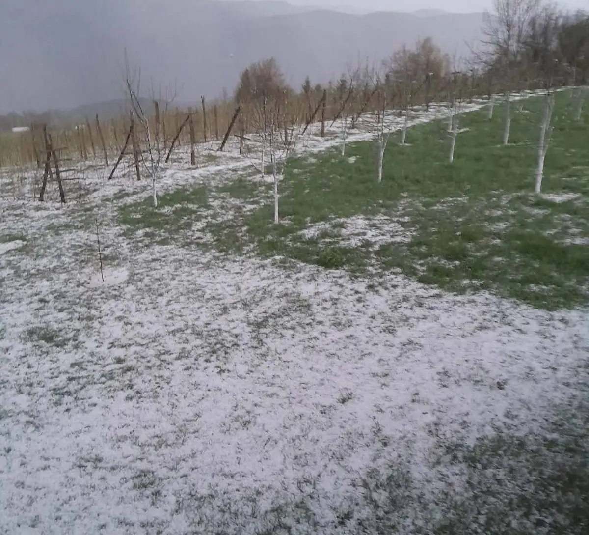 Tuklo je dugo, u voćnjak kad smo došli zatekao nas haos: Jak i krupan grad pogodio sela kod Prijepolja, ogromne štete na malinama (FOTO)(VIDEO)