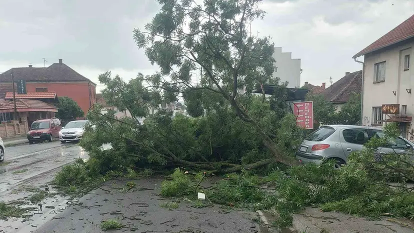 Jako nevreme pogodilo Kokin Brod: Drvo palo na put, saobraćaj se odvija otežano