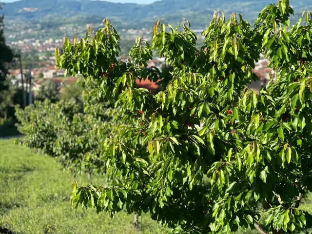 Počela berba trešanja, foto: RINA