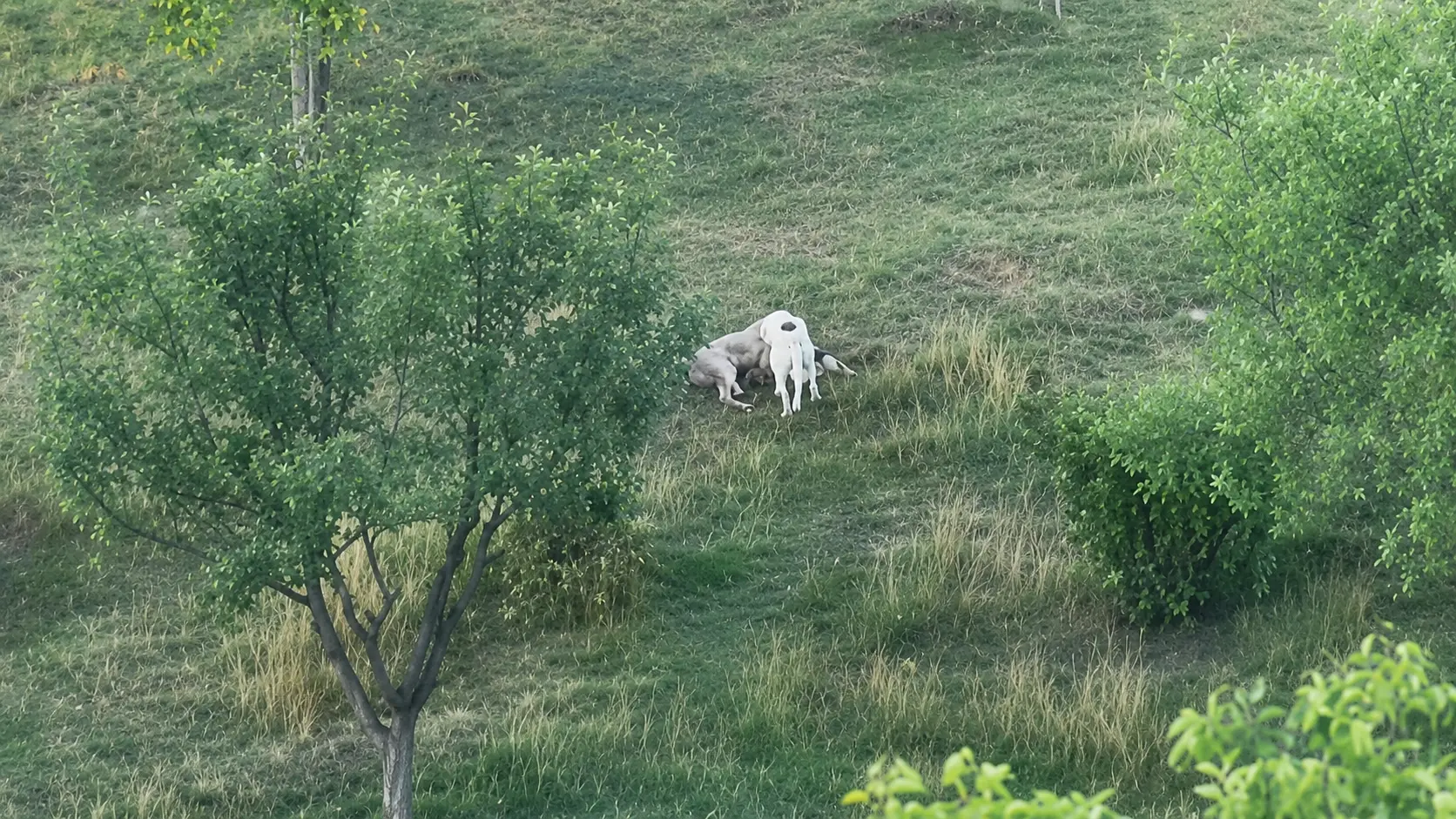 Krvavi pir kod Novog Pazara: Psi lutalice upali u tor i zaklali jagnje, meštani strahuju za decu jer su blizini nalazi i škola (FOTO)