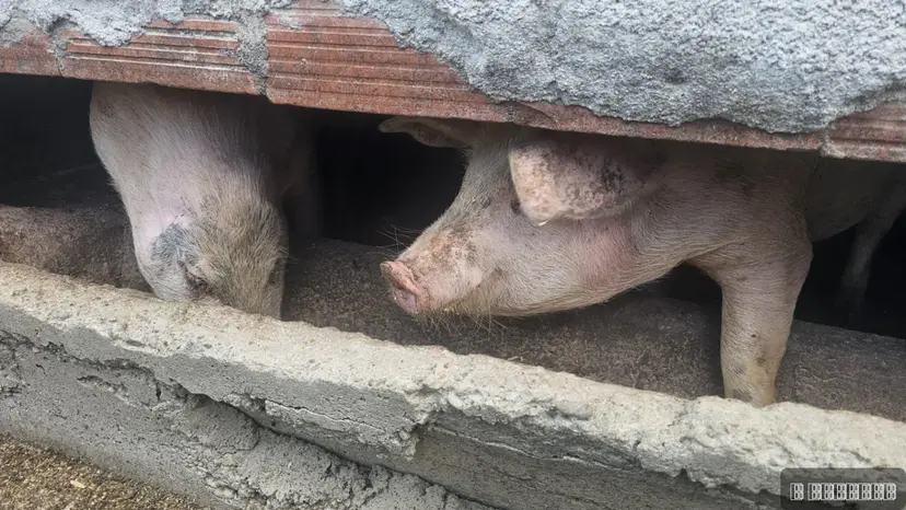 Afrička kuga svinja aktivna u sedam okruga, uklonjeno skoro 28.000 svinja