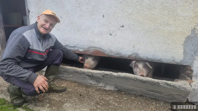 Čudo neviđeno pod Maljenom: Rodilo se prase bez ušiju - domaćini ga obožavaju i već mu nadenuli simpatično ime (FOTO)