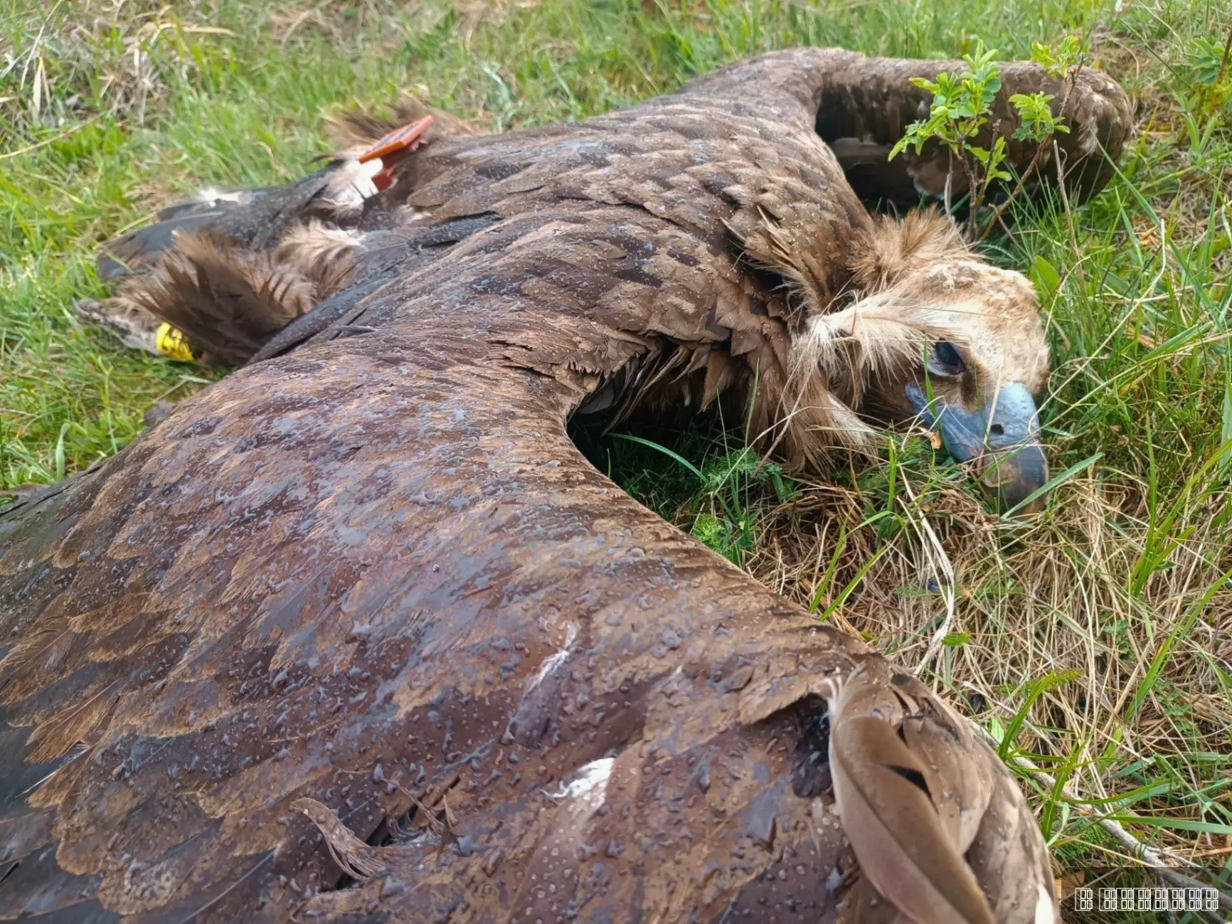 Užasne slike horora kod Svrljiga, otrovao retkog crnog strvinara pa pokušao da sakrije tragove: Počinilac odmah uhapšen, leš ptice pronađen pored zatrovanog teleta (FOTO)