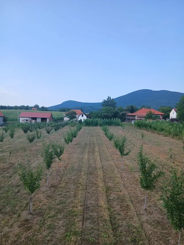 Zasad šljive – rod – Foto: RINA