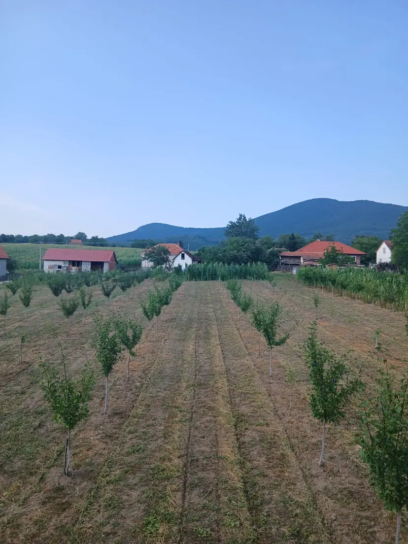 Šljive ove godine rodile kao nikada pre, 30 dinara otkupna cena: Ivan iz Prislonice očekuje do tri tone odličnog roda - biće i za rakiju i džem, ali i za prodaju (FOTO)
