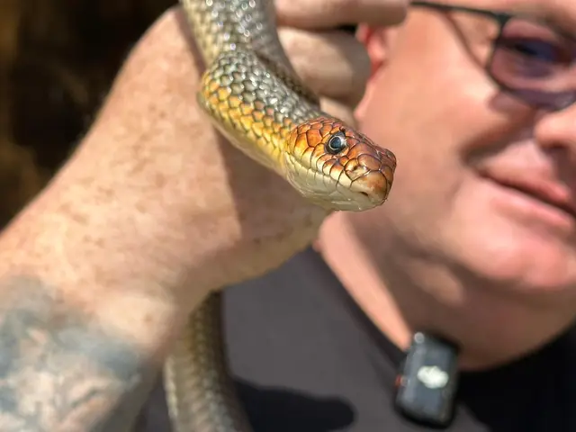 Zmije dočekale svojih pet minuta, foto: RINA