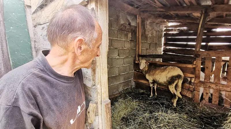 Boginje ovaca i koza registrovane u Raški, nadležne službe prate gazdinstva